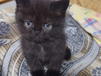 Scottish Fold Ve Ragdoll Kırması Yavru