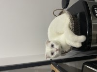 Dişi scottish fold