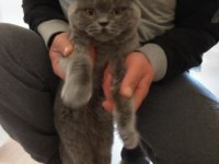 Eş bulma british shorthair