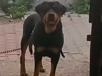 Acil Yuva Rottweiler
