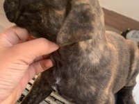 PRESA CANARİO A KALİTE KÖPEKLER