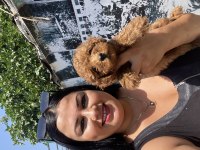 Ufacık toy poodle yavrularım