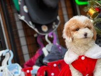 Party color toy poodle