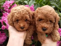 TOY POODLE YAVRULARI