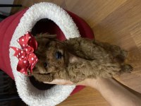 Poodle Bebekleri