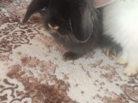 Hollanda lop tavşanlar