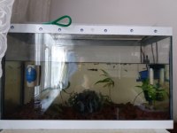 Safkan hb black lepistes