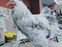 brahma horoz
