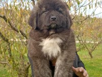 Kafkas çoban köpeği yavrumuz