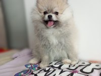 TEACUP POMERANİAN YAVRULAR