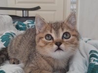 British shorthair 2 aylık erkek yavru