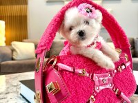 Tatlı mı tatlı korea Maltese terrier cep boy