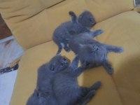 British shorthair bebelerimize yeni yuva arıyoruz