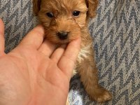 Erkek apricot toy poodle