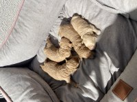 A kalite poodle bebekleri