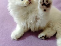 Scottish fold bebeklerimiz yuvalarını arıyor