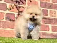 Pomeranian boo 2.5 aylık dişi erkek