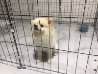 1 yaşında pomeranian tuvalet eğitimi var