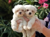 MALTESE TERRİER YAVRU