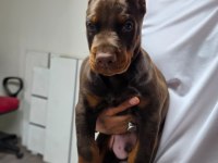 Doberman şecereli