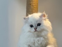 Üst kalite son erkek british longhair yavrum