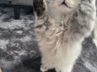 3 Aylık British Longhair Yavrular