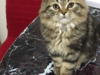 En güzel ve en tatlı iran kedisi kardeşler