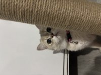 4.5 aylık dişi chinchilla