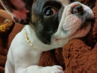 SIFIR MASRAFLA SAHİP OL FRENCH BULLDOG