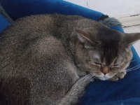 SAHİPLENDİRİLECEK KEDİMİZ