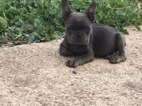 French bulldog köpekler