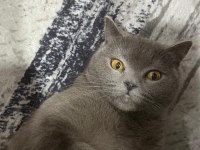 4 Yaşında Kısır Dişi Kedimiz