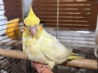 Lutino Yavru Sultan Papağanı