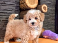BÜYÜMEYEN MALTİPOO YAVRULARİ 