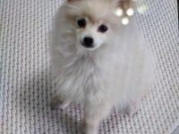 Pomeranian 8 aylık erkek köpeğimiz