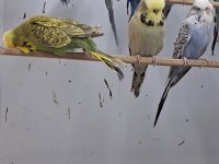 Show jumbo muhabbet kuşları