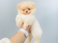 Pomeranian Boo