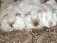 Yavru ve Yetişkin Guinea pig mevcuttur