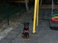5,5 Aylık Erkek Kalıbında Dişi Rottweiler