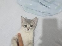 Çok tatlı safkan özel renkli british shorthair