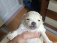 Pomeranian yavrular çok tatlılar