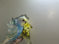 Çift japones ve jumbo muhabbet kuşları