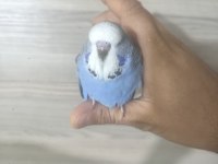 Bebek show muhabbet kuşumuz