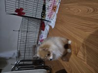 Şimdiden hayırlı olsun pomeranian