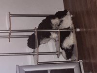 2 AYLIK MALTİPOO YAVRU KÖPEKLER