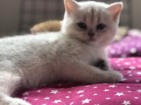 Ev ortamın da büyütülmüş british shorthair pofidikler