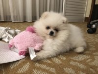 Evinizin neşesi olacak pomeranian yavrumuz ailesini arıyor