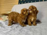 Cavapoo köpekler