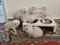 2 aylık scottish fold bluepoint yavruları