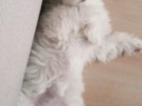4 aylık dişi yavru köpeğimiz